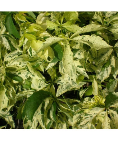 Virginia Creeper Star Showers (five-lobed), 2L pot