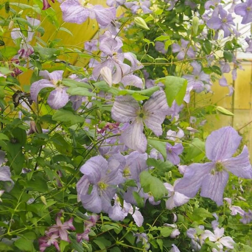 Clematis Blue Angel (viticella)  2L