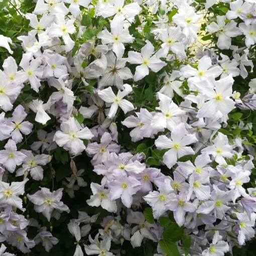 Clematis Blue Angel (viticella)  2L