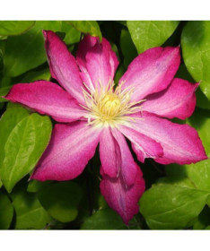 Clematis Asao (large-flowered)  4L