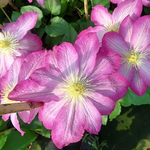 Clematis Asao (large-flowered)  4L