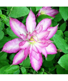Clematis Asao (large‑flowered)  2L