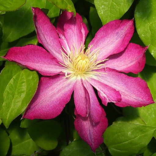 Clematis Asao (large‑flowered)  2L