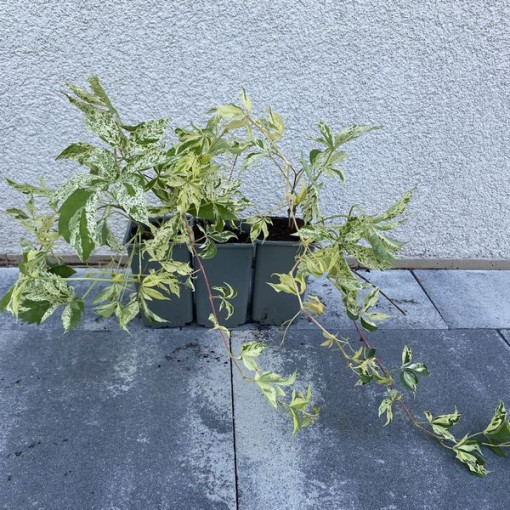 Virginia Creeper Star Showers (five-lobed), 2L pot