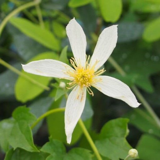 Clematis Anita (botanical)  2L
