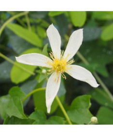 Clematis Anita (botanical)  2L