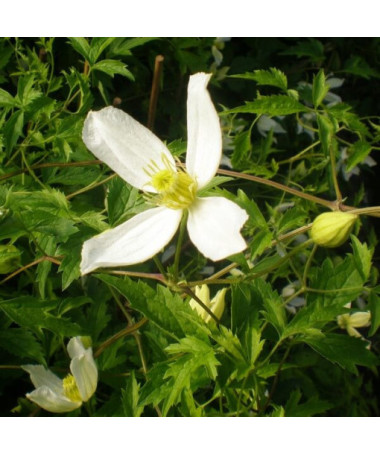 Clematis Anita (botanical)  2L