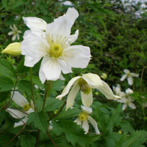 Clematis Anita (botanical)  2L