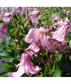 Clematis Alionushka  2L