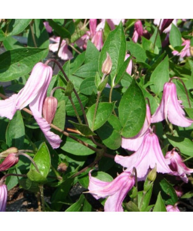 Clematis Alionushka  2L