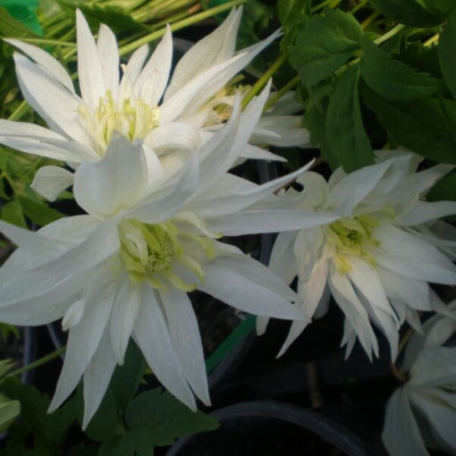 Clematis Albina Plena (botanical) FULL  2L