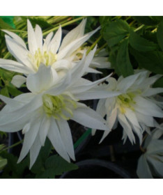 Clematis Albina Plena (botanical) FULL  2L