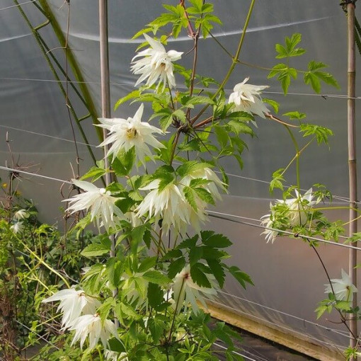 Clematis Albina Plena (botanical) FULL  2L