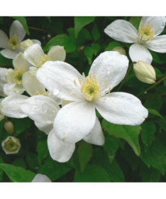 Clematis Alba  2L