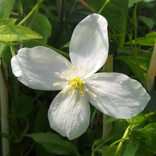 Clematis Alba  2L