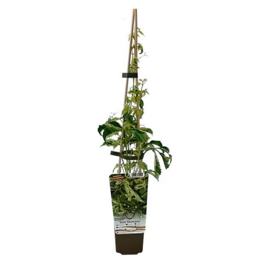 Virginia Creeper Star Showers (five-lobed), 2L pot