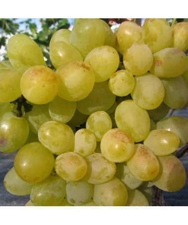 Grape vine Arkadia, 2L pot