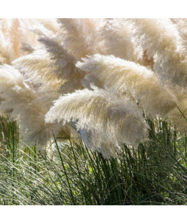 Pampas grass White Feather 2L