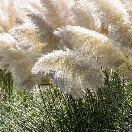Pampas grass White Feather 2L
