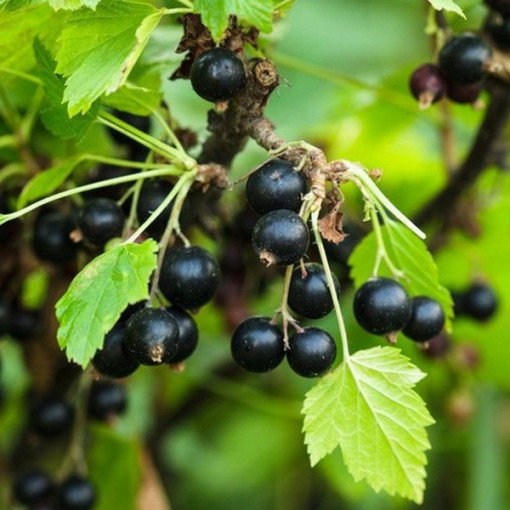 Blackcurrant ‘Big Love'