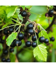 Blackcurrant ‘Big Love'