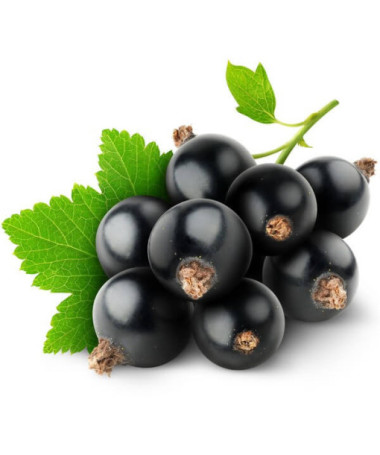 Blackcurrant ‘Big Love'