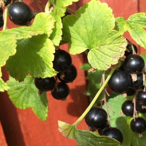 Blackcurrant ‘Big Love'