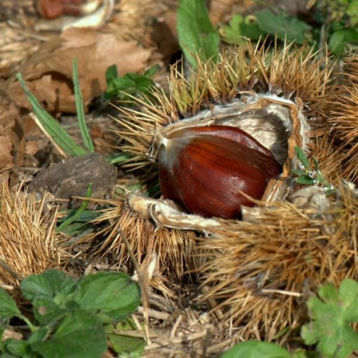 Sweet Chestnut (Castanea sativa)  2L