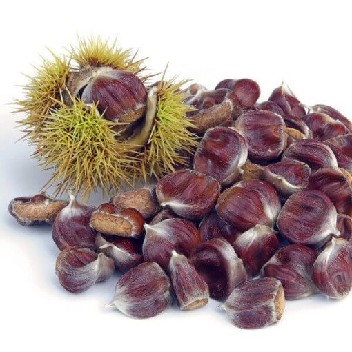 Sweet Chestnut (Castanea sativa)  2L