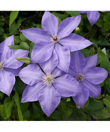 Clematis ‘Elsa Spath'  2L