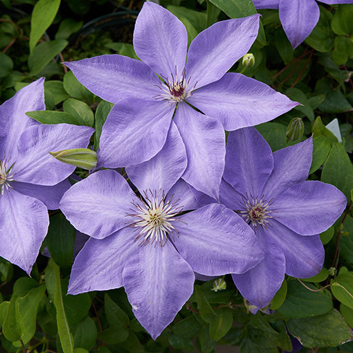 Clematis ‘Elsa Spath'  2L