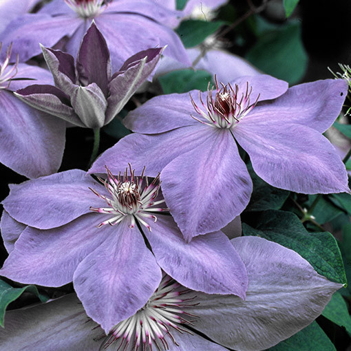 Clematis ‘Elsa Spath'  2L
