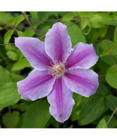 Clematis ‘Bees Jubilee'  2L