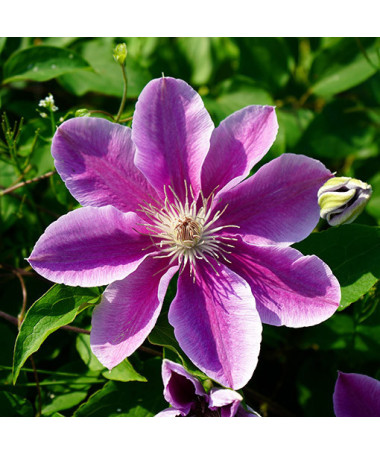 Clematis ‘Bees Jubilee'  2L