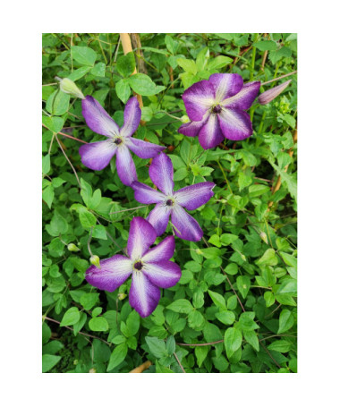 Clematis ‘Venosa Violacea'  2L