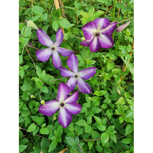 Clematis ‘Venosa Violacea'  2L