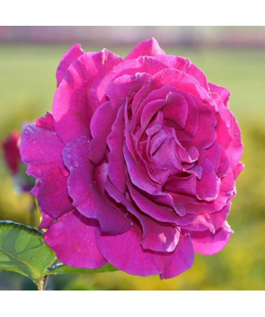 Large-flowered Rose 'Purple Orient'  4L