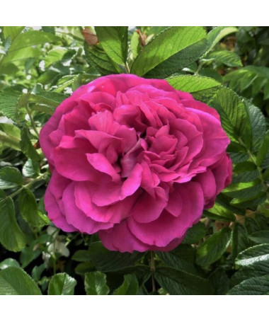 Large-flowered Rose 'Purple Orient'  4L