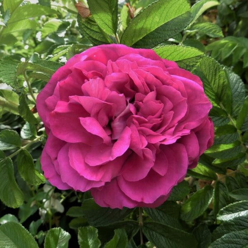 Large-flowered Rose 'Purple Orient'  4L