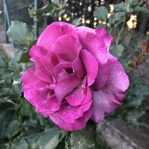 Large-flowered Rose 'Purple Orient'  4L