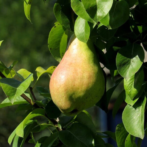 Mini Patio - Pear Sunrise, container 4L