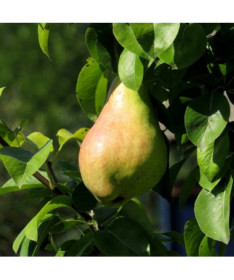 Mini Patio - Pear Sunrise, container 4L