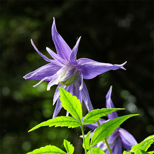 Clematis ‘Maidwell Hall'  2L