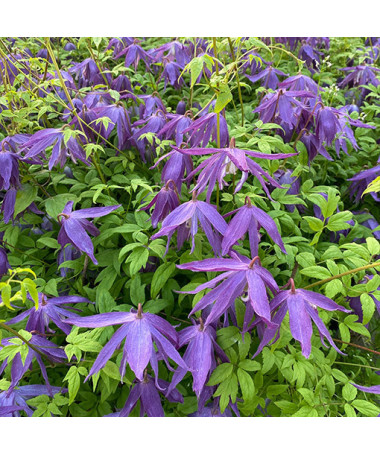 Clematis ‘Maidwell Hall'  2L