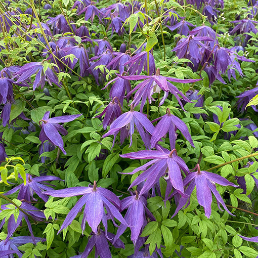 Clematis ‘Maidwell Hall'  2L