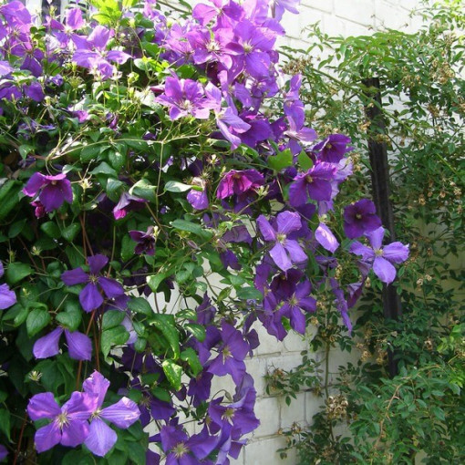 Clematis ‘Jackmanii' (large‑flowered) 4‑litre pot