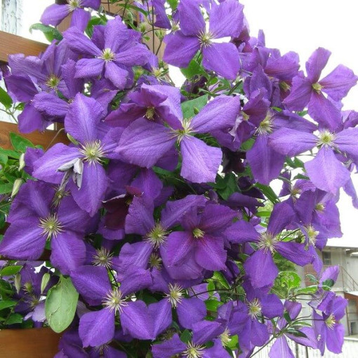 Clematis ‘Jackmanii' (large‑flowered) 4‑litre pot