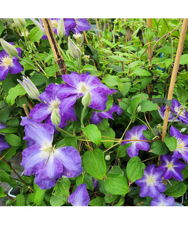 Clematis 'Stefan Franczak' pot P9/C1 L