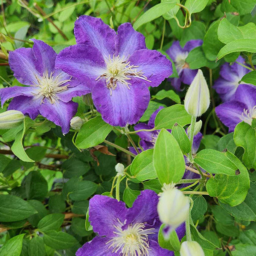 Clematis 'Stefan Franczak' pot P9/C1 L