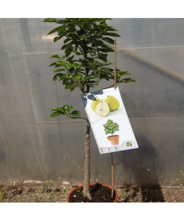 Mini Patio - Pear Sunrise, container 4L